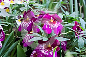 Different flower pots in a green house