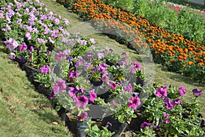 Different flowers at flower show, ahmedabad