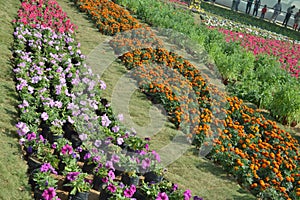 Different flowers at flower show, ahmedabad