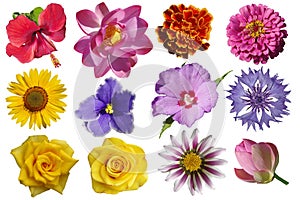 Different flowers isolated on white background