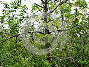 Different focus levels, a tangle of different plants, branches, leaves at the edge of a forest. Ideal as a background for copy