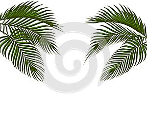 Different in form tropical dark green palm leaves on both sides. Isolated on white background without a mesh and