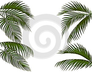 Different in form tropical dark green palm leaves. Isolated on white background without a mesh and gradient