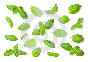 Different fresh green basil herb leaves isolated on white background