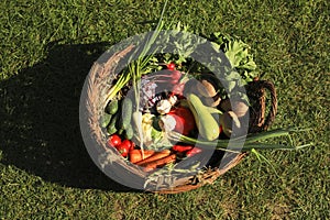 Different fresh ripe vegetables in wicker basket on green grass, top view