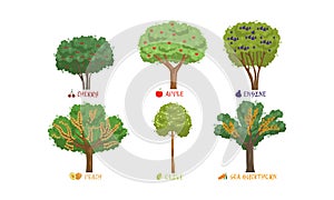 Different Garden Berry Shrubs and Fruit Trees Sorts with Names Collection, Cherry, Apple, Peach, Buckthorn Vector