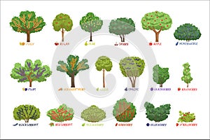 Diferente jardín bayas arbustos ordena nombres colocar árboles a bayas arbustos ilustraciones 