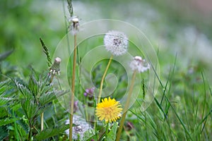 Different generation of dandelions from abloom to withered photo