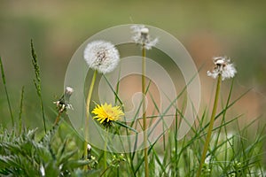 Different generation of dandelions from abloom to withered photo