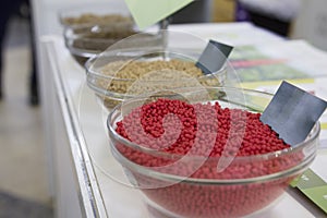 Different genetically modified agricultural millet in the glass saucer