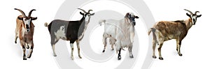 Different goats on white background, collage. Farm animals