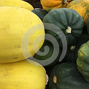 Different gourds different colors, all a type of squash.