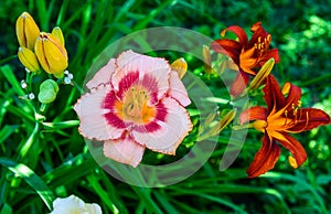 Different grades of daylilies on flowerbed