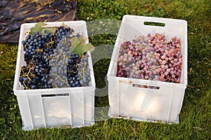 Different grape varieties for winemaking or sale in boxes during the harvest. Black and pink table grapes. Grape variety - photo