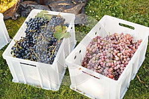 Different grape varieties for winemaking or sale in boxes during the harvest. Black and pink table grapes. Grape variety - photo