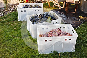Different grape varieties for winemaking or sale in boxes during the harvest. Black and pink table grapes. Grape variety - photo