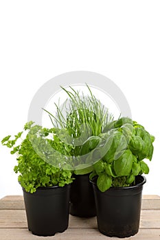 Different green herbs for cooking