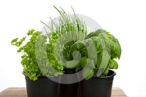 Different green herbs for cooking