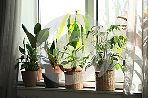 Different green potted plants on window sill