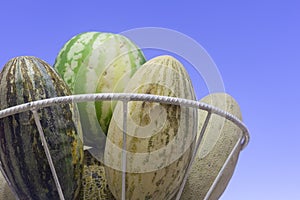 Group of fresh ripe yellow sweet melons and watermelons. Cantaloupe melons for sale in organic farm. Copy space