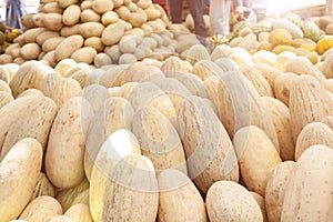 Group of fresh ripe yellow sweet melons. Cantaloupe melons for sale in organic farm.