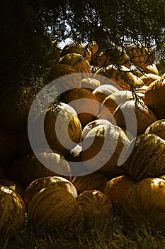 Group of fresh ripe yellow sweet melons. Cantaloupe melons for sale in organic farm.