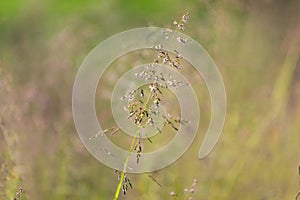 different herbs in the meadow