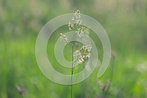 different herbs in the meadow