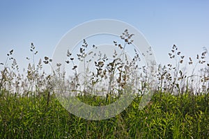 Different herbs in the meadow