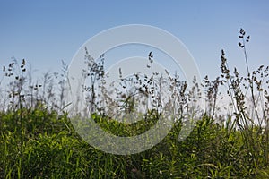 different herbs in the meadow