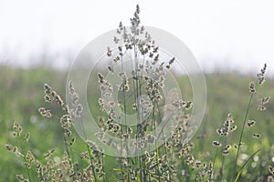 Different herbs in the meadow in summer