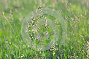 Different herbs in the meadow in summer