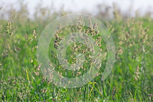 Different herbs in the meadow in summer