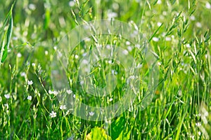 Different herbs in the meadow in summer