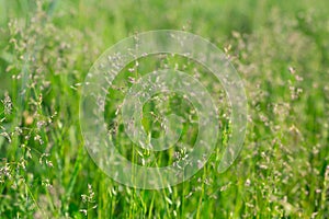 Different herbs in the meadow in summer