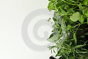 Different herbs on white background, space for text