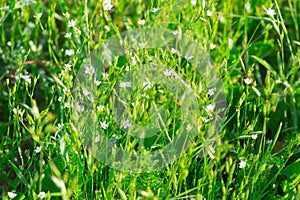 different herbs and white flowers in the field and meadow