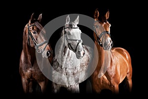 Different horses against black background