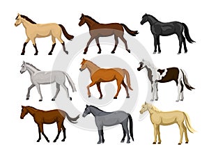 Different Horses Set in typical coat colors: black, chestnut, dapple grey, dun, bay , cream, buckskin, palomino , tobiano paint pa