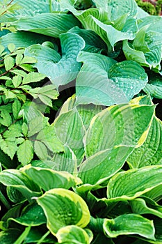 Different hostas planted with astilbe in garden mixed border photo