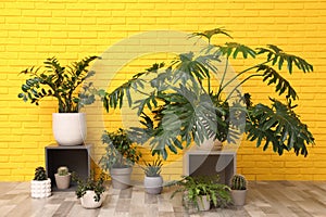 Different houseplants on floor near yellow brick wall. Interior design