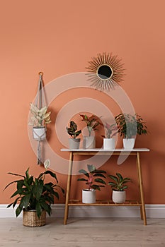 Different houseplants on table near orange coral wall photo