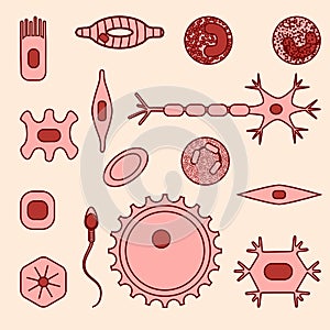 Different human cell types