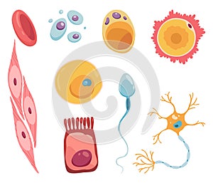 Different human cell types icon set. Medicine and biology illustrative symbol. Health, anatomy and science. Biology