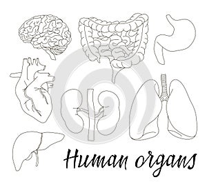 Different human organs set