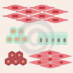 Different human tissue types