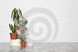 Different indoor plants at white brick wall. Trendy home interior decor