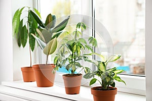 Different indoor plants on window sill