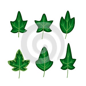 Different ivy leaves set in a cartoon flat style vector illustration