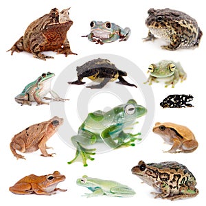 Different kind of frogs on white